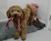 Cockapoo