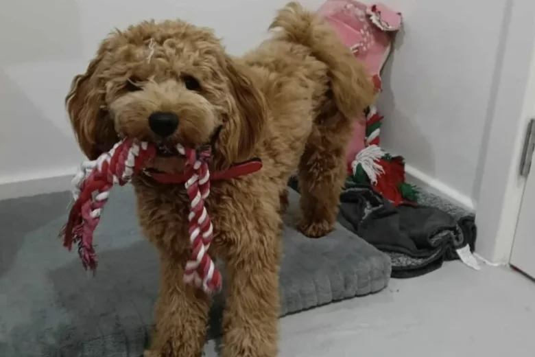 Cockapoo