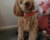 Cockapoo