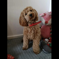 Cockapoo