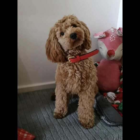 Cockapoo