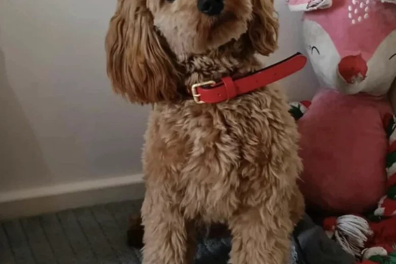 Cockapoo