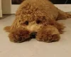 Cockapoo
