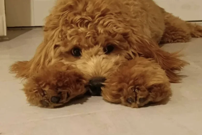 Cockapoo