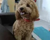 Cockapoo