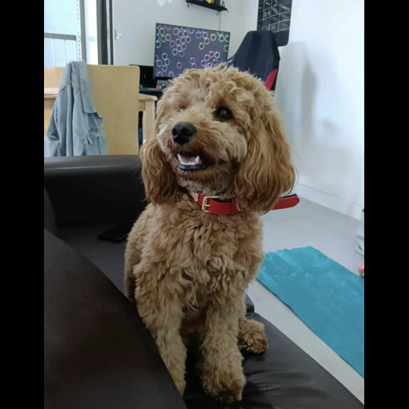 Cockapoo