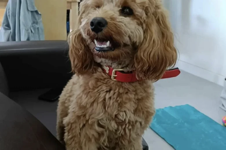 Cockapoo