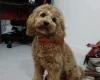 Cockapoo