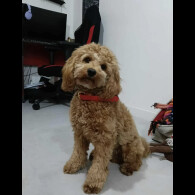 Cockapoo