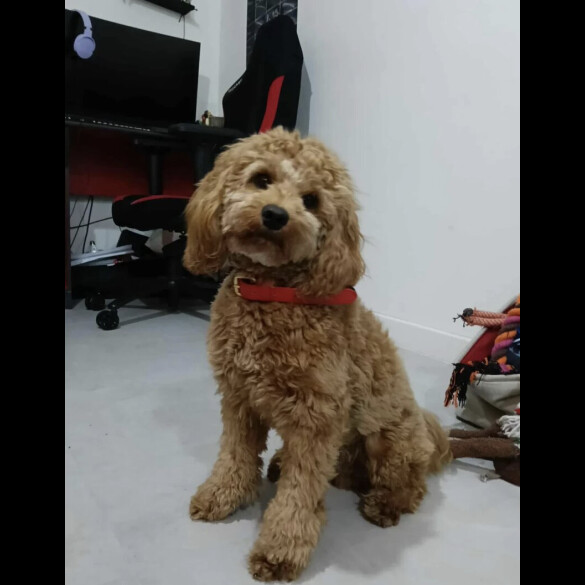 Cockapoo