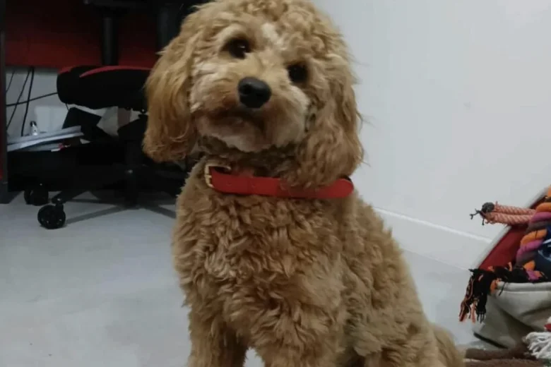 Cockapoo