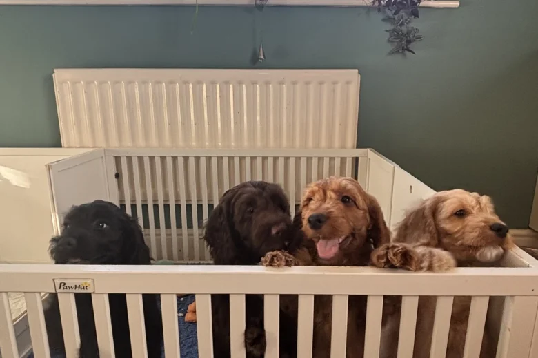 Cockapoo