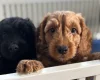 Cockapoo