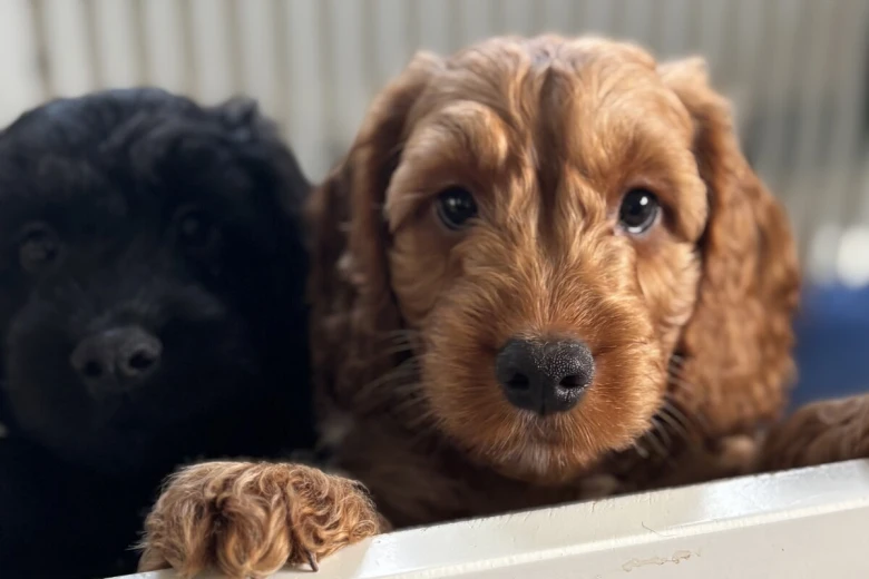 Cockapoo