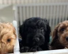 Cockapoo