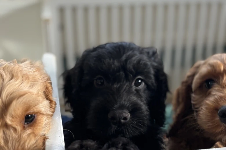 Cockapoo