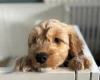 Cockapoo