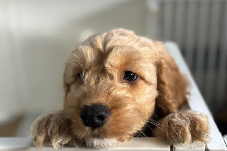 Cockapoo
