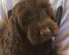 Cockapoo