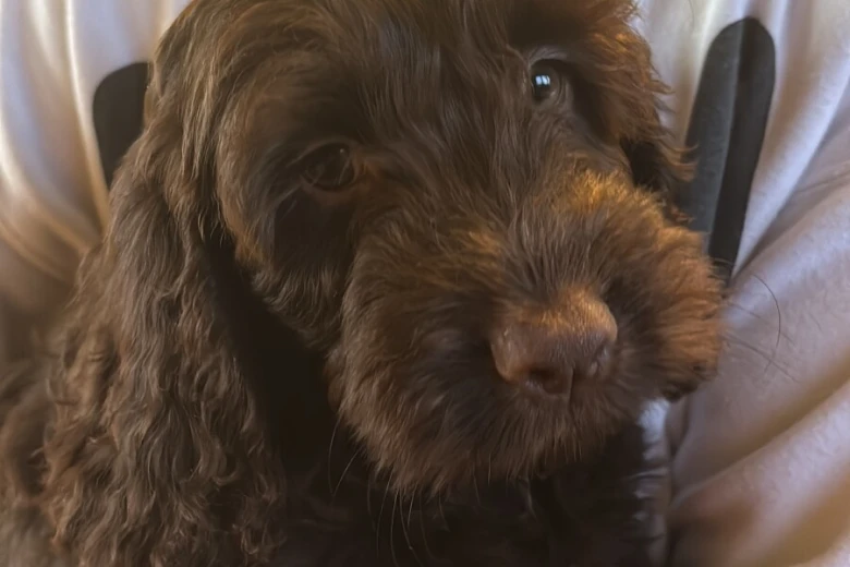 Cockapoo