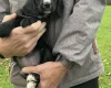 Cocker Spaniel (Working)