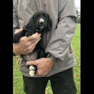Cocker Spaniel (Working)