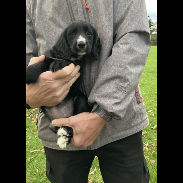 Cocker Spaniel (Working)