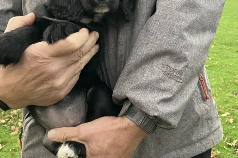Cocker Spaniel (Working)
