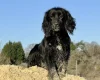 Cocker Spaniel (Working)