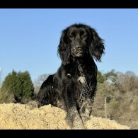 Cocker Spaniel (Working)