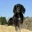 Cocker Spaniel (Working)