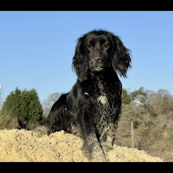 Cocker Spaniel (Working)