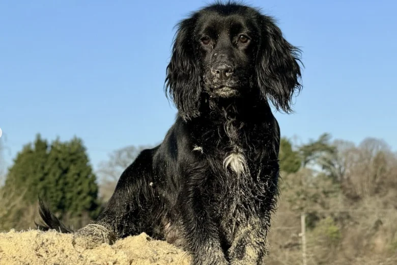 Cocker Spaniel (Working)
