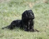 Cocker Spaniel (Working)
