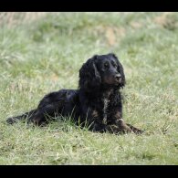 Cocker Spaniel (Working)