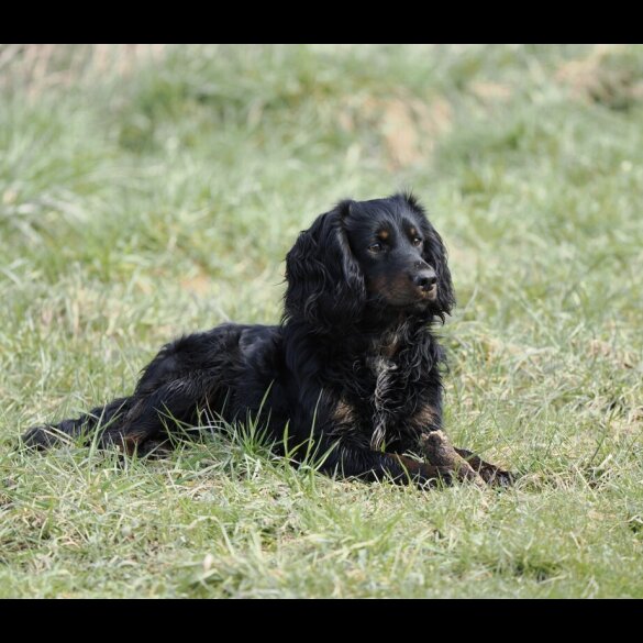 Cocker Spaniel (Working)