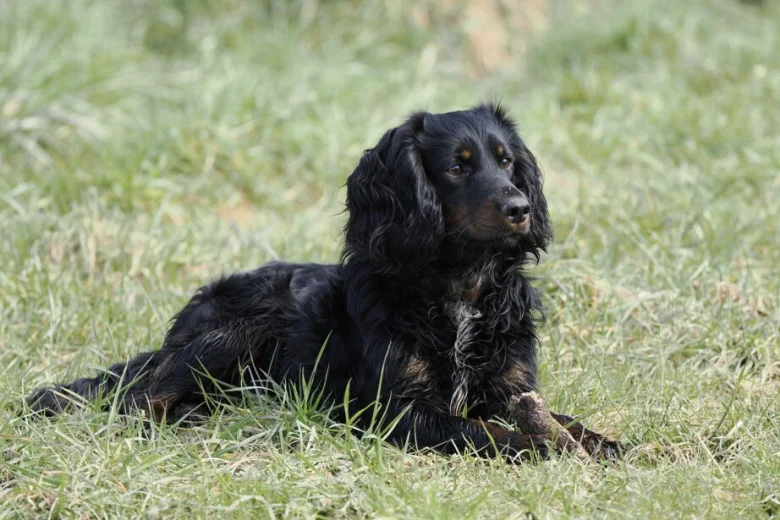 Cocker Spaniel (Working)