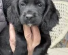 Cocker Spaniel (Working)
