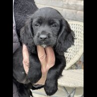 Cocker Spaniel (Working)
