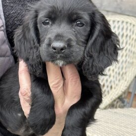 Cocker Spaniel (Working)