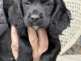 Cocker Spaniel (Working)