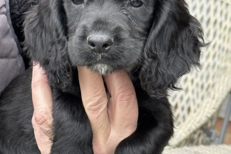 Cocker Spaniel (Working)