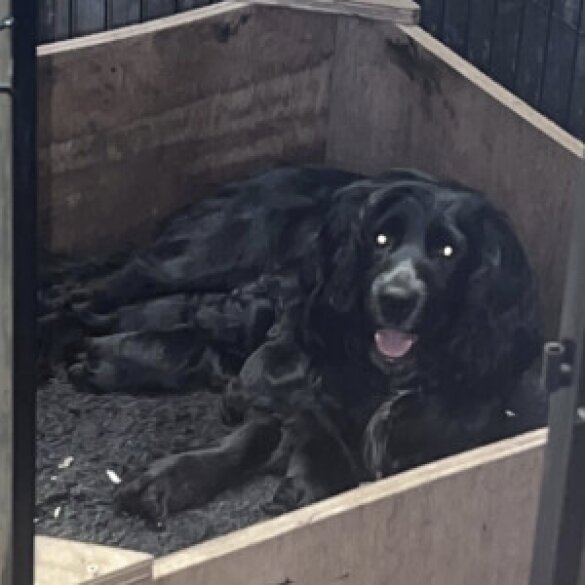 Cocker Spaniel (Working)