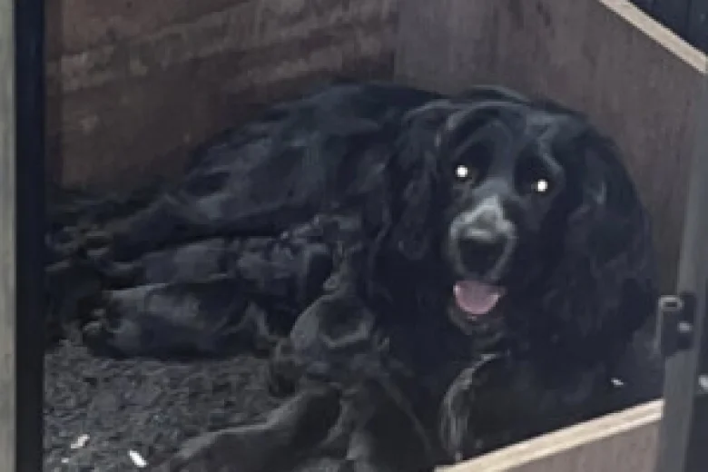 Cocker Spaniel (Working)