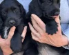 Cocker Spaniel (Working)