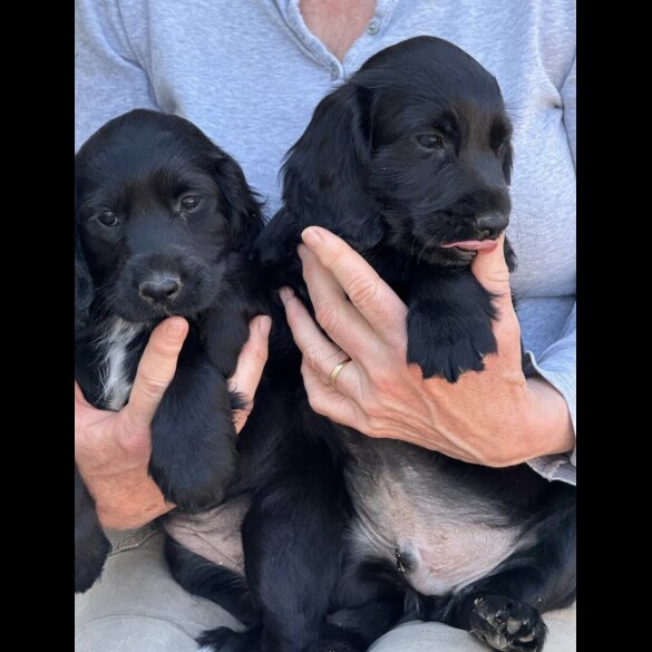 Cocker Spaniel (Working)