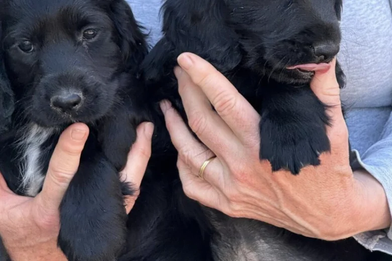 Cocker Spaniel (Working)