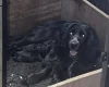 Cocker Spaniel (Working)