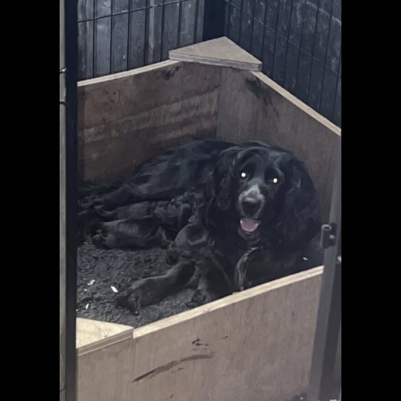 Cocker Spaniel (Working)