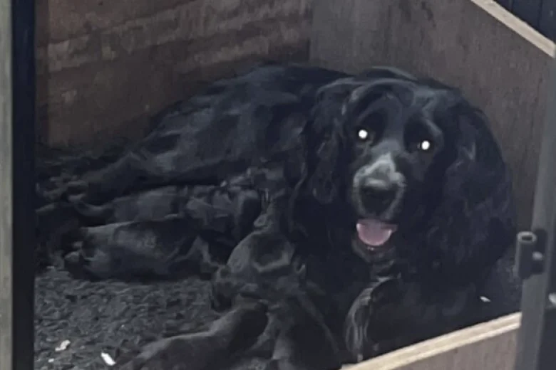 Cocker Spaniel (Working)